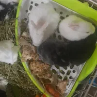 فروش توله خرگوش و همستر