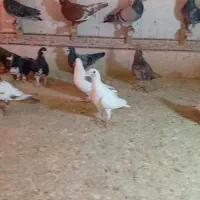 دسته خوب دوس بداری هوایی|پرنده|شیراز, کوشک میدان|دیوار