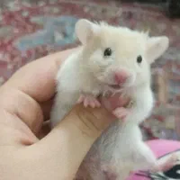 همستر مینیاتوری