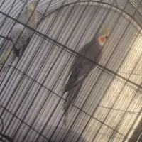 دو جفت عروس مولد فقط معاوضه با سهره نر