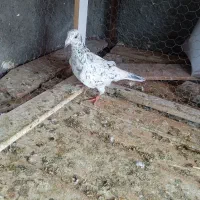 کفتر|پرنده|تربت جام, شاهد|دیوار