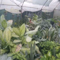 فروش عمده گل های گلخانه به مساحت ۱۵۰ متر