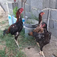 مرغ و خروس اوشامو افغان معاوضه با انگشتر نقره