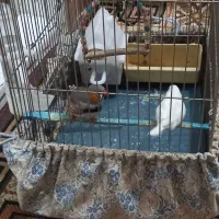 فنچ