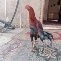 برهما اصل و لاری اصل افقان|حیوانات مزرعه|بندر ترکمن, |دیوار