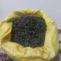 کشمش آفتابی|خوردنی و آشامیدنی|باروق, |دیوار