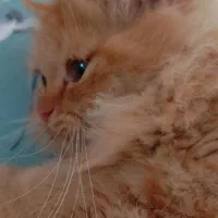 گربه نژاد چین چیلا