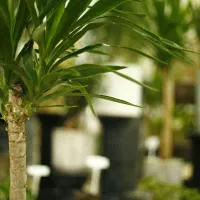 گلدان + یوکا تنه دار زیبا مناسب هدیه -ارسال سریع|گل و گیاه طبیعی|تهران, اختیاریه|دیوار