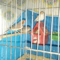 فنچ نرماده|پرنده|شاهین‌شهر, گزبرخوار|دیوار
