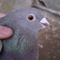 یک‌‌ جفت شامی بز‌