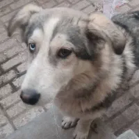 حیوان خانگی