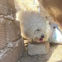 سگ پاکوتاه تریر،معاوضه با کبوتر