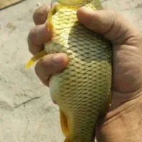 ماهی تازه
