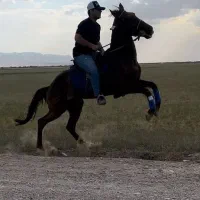 اسب|اسب و تجهیزات اسب‌سواری|کاشمر, |دیوار