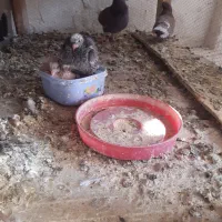 سرخ پرشی|پرنده|آران و بیدگل, |دیوار