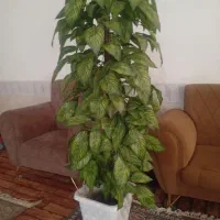 درختچه|گل مصنوعی|زابل, |دیوار