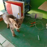 گربه مریض امیدیه شهرک یاسر