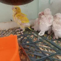 جوجه سرلاکی راهب و گرینچیک