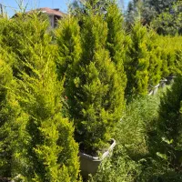 میگم خبر داری بهترین لاوسون چا.بکسر رو ما داریم