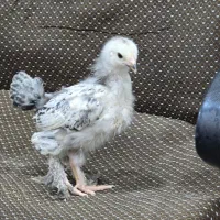 جوجه برهما لایت و پاتریچ اصیل|حیوانات مزرعه|یزد, |دیوار