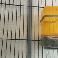 کوتوله برزیلی رنگ خاص|پرنده|همدان, |دیوار