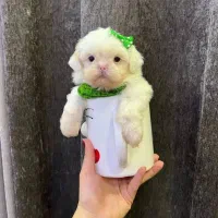 توله سگ پشمالو شیتزو مالتیز عروسکی سایز تیکاپ|سگ|مشهد, مصلی (کارمندان اول)|دیوار