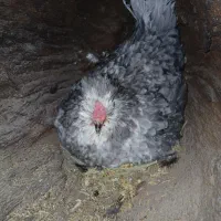 تخم مرغ گلین