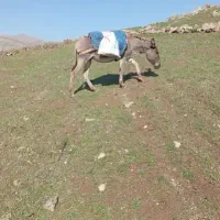 خر ماده سه ساله|حیوانات مزرعه|اردبیل, |دیوار