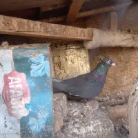 کبوتر|پرنده|بافق, |دیوار