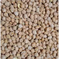 نخود دیم استان لرستان