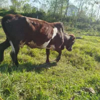 گاو سرحال آماده و فقیر