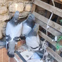 پلاکی|پرنده|خرمشهر, |دیوار