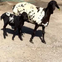 گل گلی گوسفند|حیوانات مزرعه|اصفهان, نقش جهان|دیوار