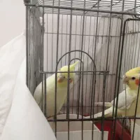 یه جفت عروس هلندی لوتینو ۱۵۰۰۰۰|پرنده|قم, انصار‌الحسین|دیوار