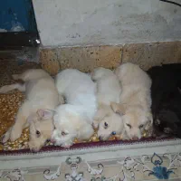پامر