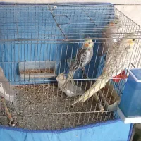 عروس هلندی
