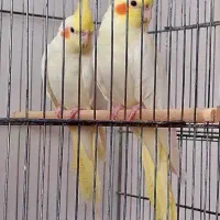 طوطی عروس با جوجه|پرنده|قم, نیروگاه|دیوار