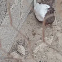 کبوتر|پرنده|بندر کنگان, |دیوار