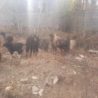 فروش بز با بزغاله|حیوانات مزرعه|ارجمند, |دیوار