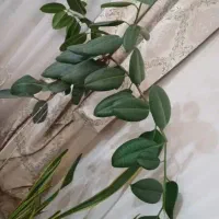 فیکوس سانسوریا|گل و گیاه طبیعی|تهران, جوادیه|دیوار