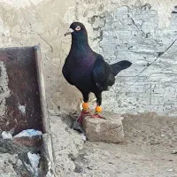 زیل واکسی نر