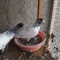 کبوتر پینتس