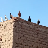 19تا کفتر نر و جوجه نر   همه جوجه خونه|پرنده|گلزار, |دیوار