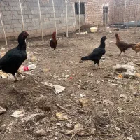 مرغ خروس لاری|حیوانات مزرعه|مشهد, فرخد|دیوار