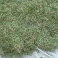 اویشن تازه