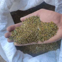 تخم شبدر درجه یک