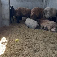 بیست میش ۸تازایدبقی ابستن همه میشادرشت برها ۳۰کیلو|حیوانات مزرعه|اصفهان, جوزدان الیادران|دیوار