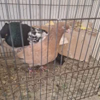 ی جفت کبوتر نر وماده