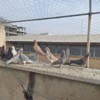 ۱۱ تا کفتر رنگی