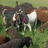 بز پاکستانی اصل  سه قلوزا